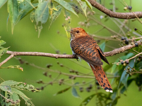Adult grey-bellied cuckoo (Cacomantis passerinus), Udawalawe National Park, Sri Lanka