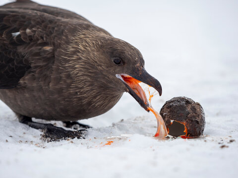 Adult Antarctic skua (Stercorarius antarcticus), eating a gentoo penguin egg at Port Lockroy