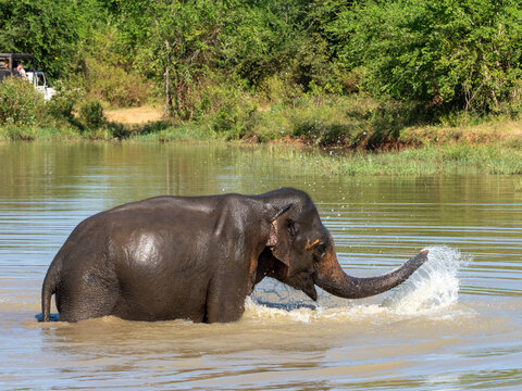 An adult Asian elephant (Elephas maximus), bathing in a waterhole, Udawalawe National Park, Sri Lanka