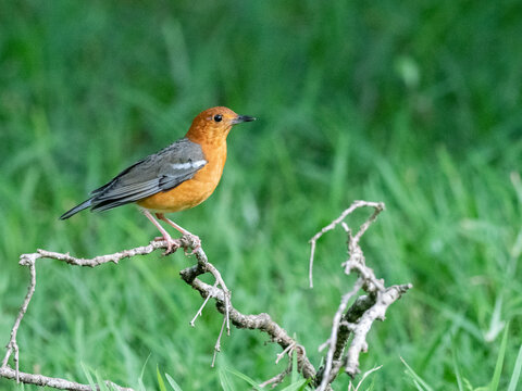 An adult orange-headed thrush (Geokichla citrina), Wilpattu National Park, Sri Lanka