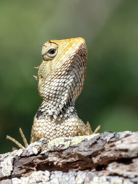 An adult Eastern garden lizard (Calotes versicolor versicolor), Wilpattu National Park, Sri Lanka