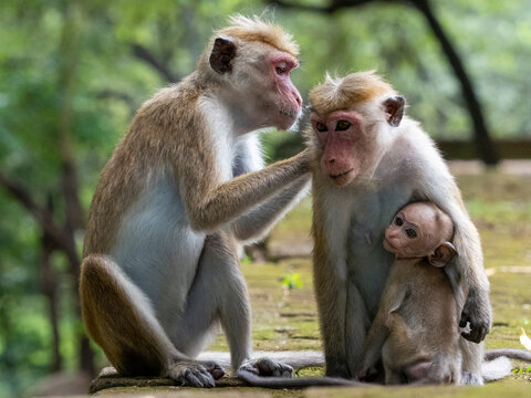 Toque macaques (Macaca sinica) grooming each other, Polonnaruwa, Sri Lanka