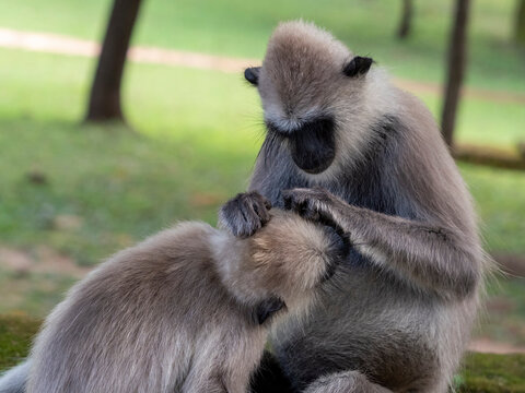 Tufted gray langurs (Semnopithecus priam), grooming each other in Polonnaruwa, Sri Lanka