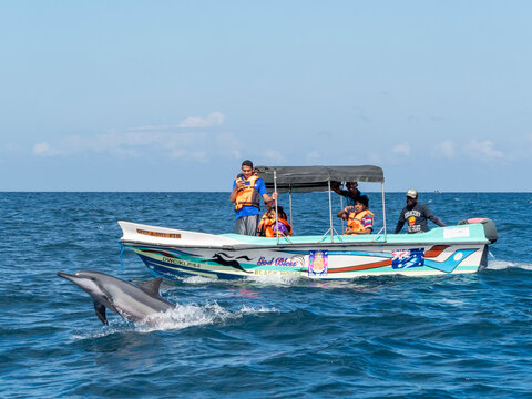 Adult spinner dolphins (Stenella longirostris), leaping near tourist boat in the waters off the Kalpitiya Peninsula, Sri Lanka