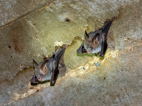 Apair of adult greater false vampire bats (Megaderma lyra), roosting during the day near Sigiriya, Sri Lanka