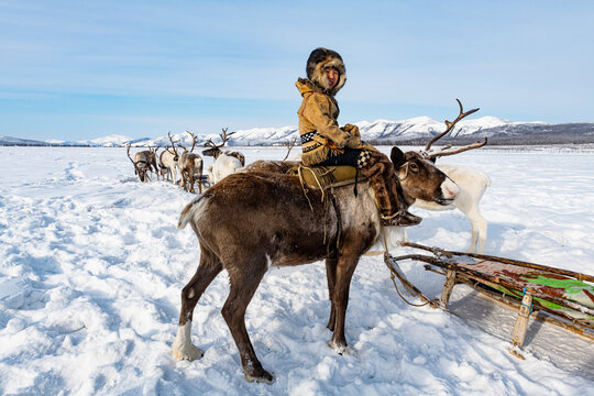 Evenk boy sitting on a reindeer, Oymyakon, Sakha Republic (Yakutia), Russia