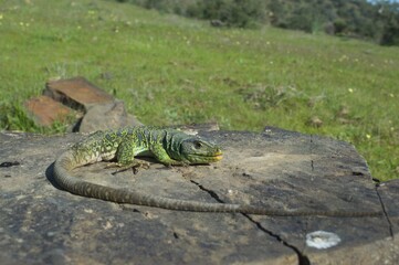 Lagarto en libertad sobre roca