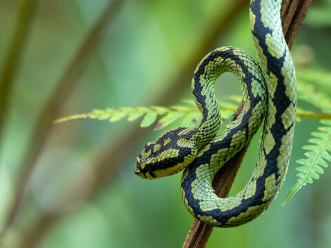 An adult Sri Lanka green pit viper (Trimeresurus trigonocephalus), in the Sinharaja Rainforest Reserve, Sri Lanka