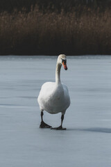 Schwan am See IV