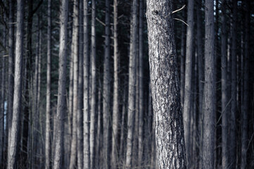trunks of a pine forest