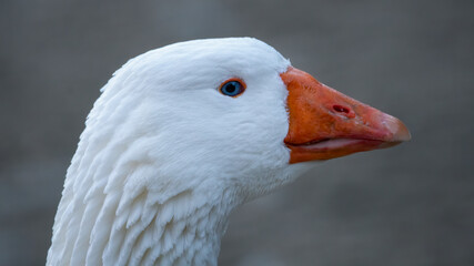 bird, gans, ente, tier, schnabel, natur, weiß, kopf, bauernhof, gans,