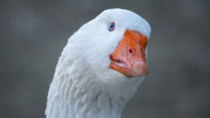 bird, gans, ente, tier, schnabel, natur, weiß, kopf, bauernhof, gans,