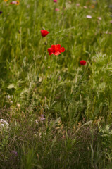 multiple poppies in the green field