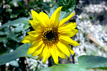sunflower in the garden