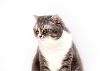 Portrait of a cat of the British breed on a white background. Pets concept.