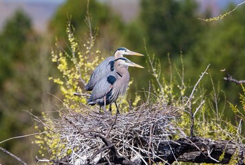 A nice side profile of two Great Blue Herons closely aligned in their nest and viewed up close.
