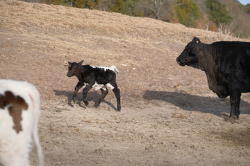 Winter calf running through dry field with cows on farm.