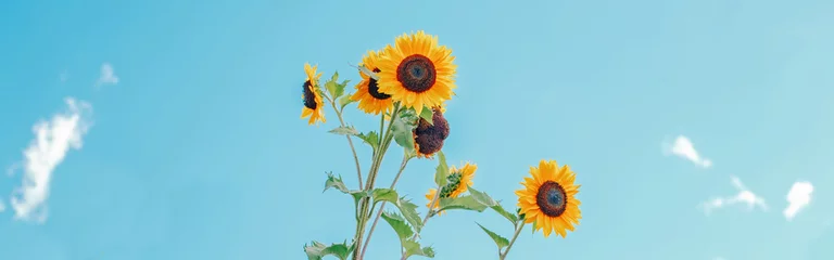 Rolgordijnen  Cute beautiful yellow sunflower heads against blue sky outdoor. Flower heads growing on stems with leaves. Natural eco rustic countryside background. Web banner header. © anoushkatoronto