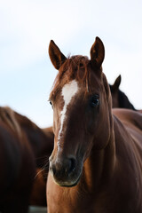 Quarter horse mare portrait with herd close up.