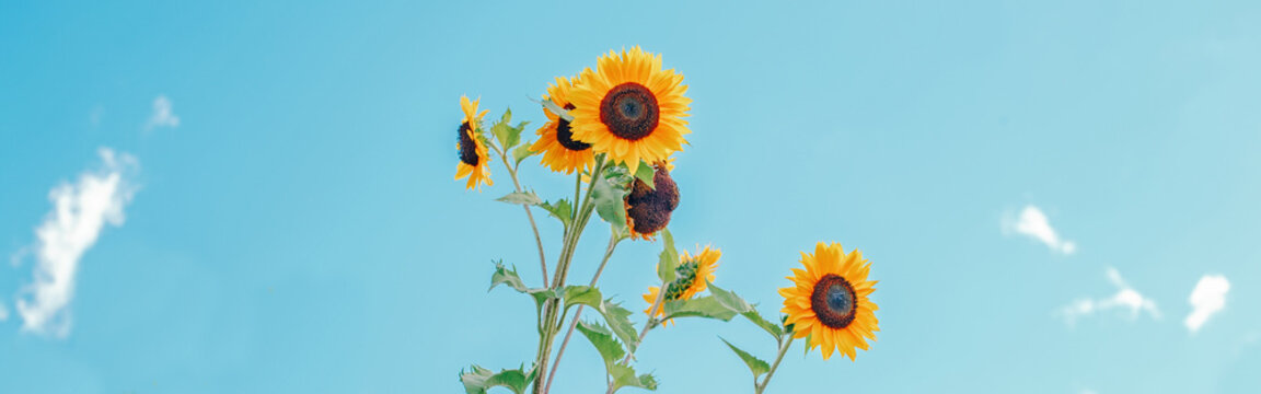  Cute beautiful yellow sunflower heads against blue sky outdoor. Flower heads growing on stems with leaves. Natural eco rustic countryside background. Web banner header.