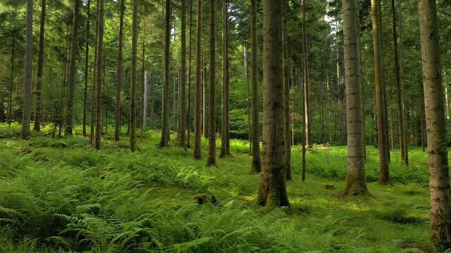fairytale mossy green woods with beautiful fern plants floors