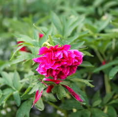 Peony flower. Seasonal ornamental plant blooming in summer garden. © pictures_for_you
