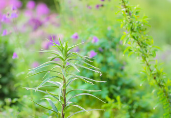 Green plants in summer garden