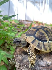 turtle in the garden
