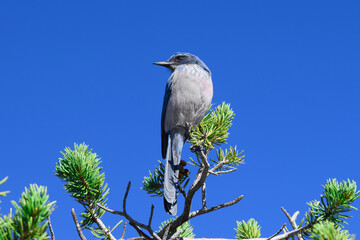 Meet the Blue Jay from Grand Canyon National Park. Blue Jays are beautiful, often loud, birds in the same family as Crows, Magpies, and other Jays.