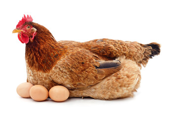Brown chicken with eggs.