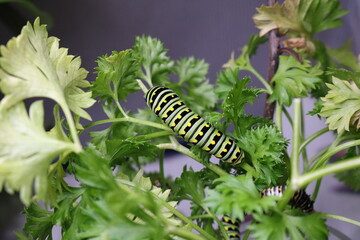 Eastern Black Swallowtail Eating Parsley