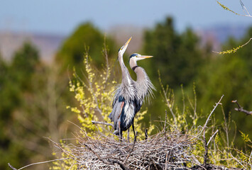 Closeup of a Great Blue Heron couple proudly standing atop their scenic nest with a soft view of the Colorado Foothills in the background.