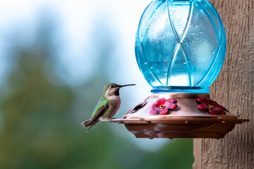 Close up of very small cute green hummingbird perched on feeder with blue glass orb. © Susan