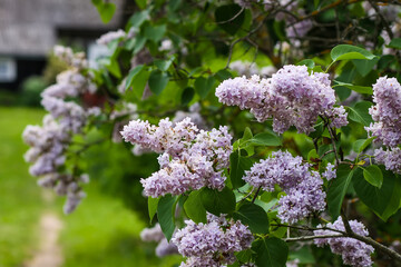 Syringa vulgaris blooming plant. Fragrant purple lilac bush in the spring garden in countryside.