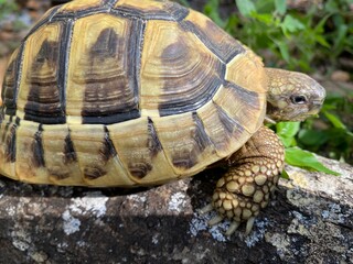turtle on a rock
