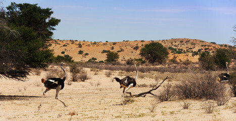 Fototapeta na wymiar Ostrich running in the sand in single file