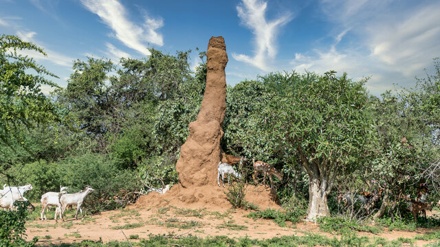 Omo Valley, South Ethiopia - September 2017: Huge termite mound in Africa