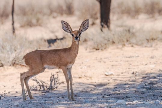 A Sharpe's Grysbok standing in the shade