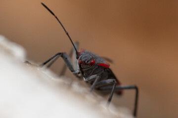 Black and red bug