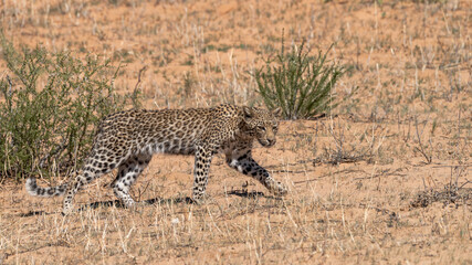 Solitary young leopard in the midday sun