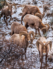 Big horn sheep in the Garden of the Gods Park in Colorado Springs