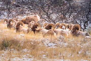 Big horn sheep herd in the Garden of the Gods Park in Colorado Springs
