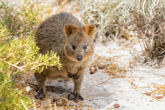 Australia, Western Australia, Rottnest Island, Close up of quokka (Setonix brachyurus) 