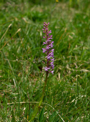 Mücken-Händelwurz, Gymnadenia conopsea, Heimische  Orchidee, im Juni auf Allgäuer Bergwiese