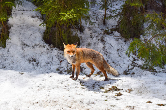 Red fox in the snow, Bucegi Mountains, Romania