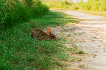 Bunny in Galveston Island