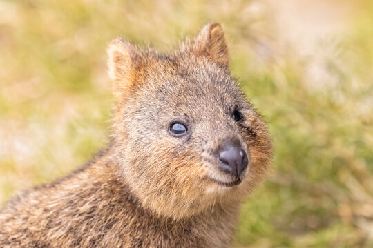 Australia, Western Australia, Rottnest Island, Close up of quokka (Setonix brachyurus) 