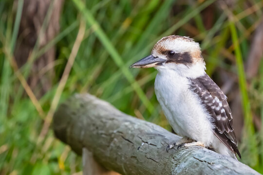 Australia, Western Australia, Windy Harbour, Close up of laughing kookaburra (Dacelo novaeguineae) perching on branch