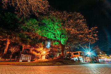 Illuminated promenade or embankment of Gelendzhik city in winter time at night without people.