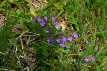 Alpen-Steinquendel, Acinos alpinus, auf Bergwiese im Allgäu